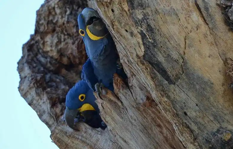 Hyacinth-Macaw-2