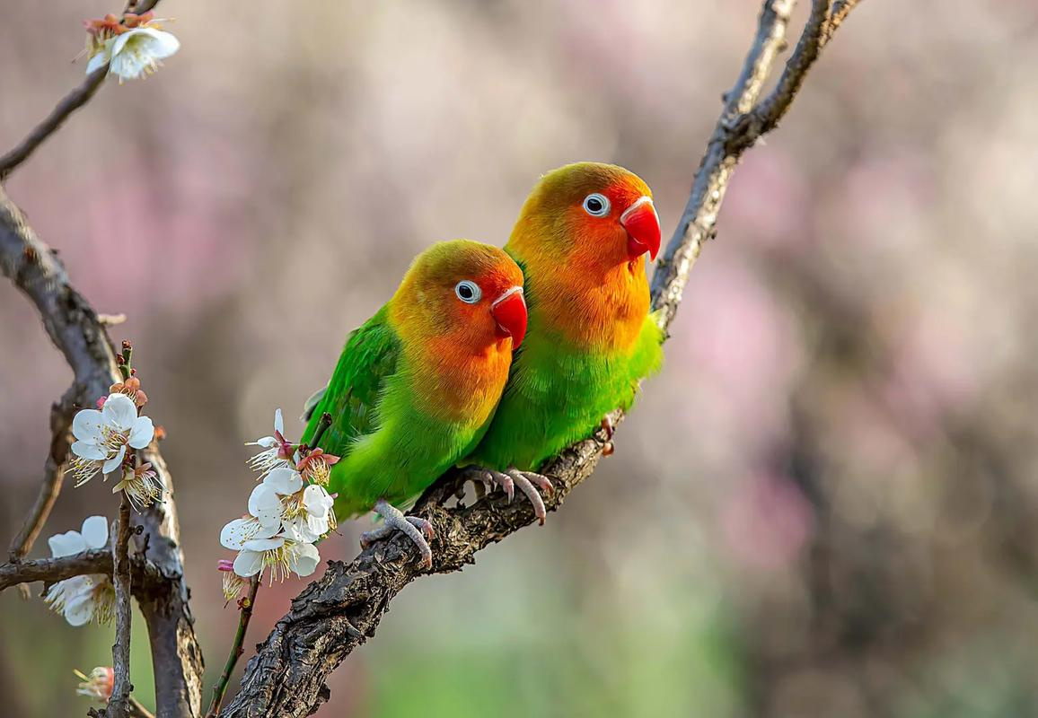 Lovebird