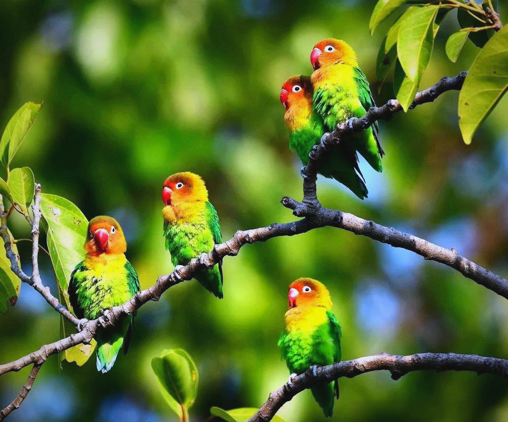Lovebird