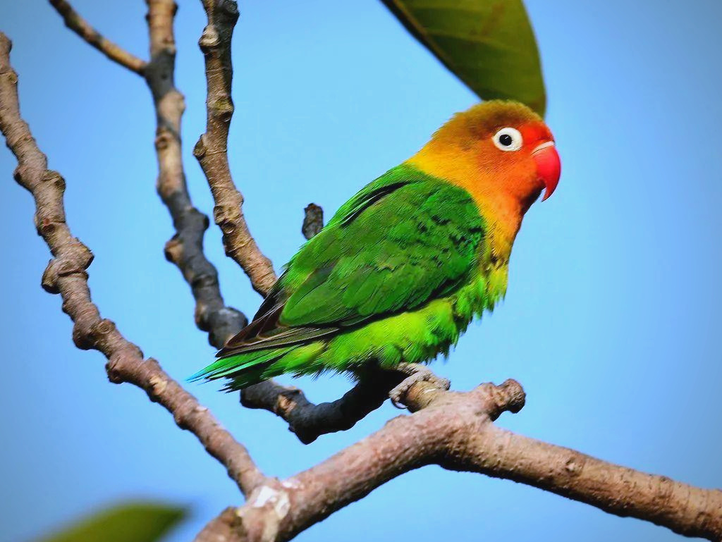 Lovebird