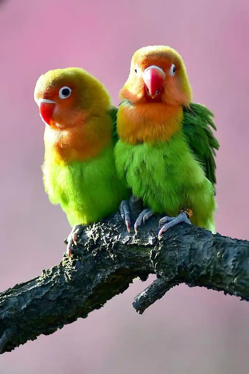 Lovebird