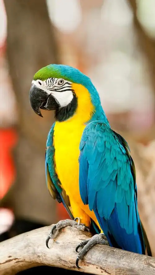 Macaw