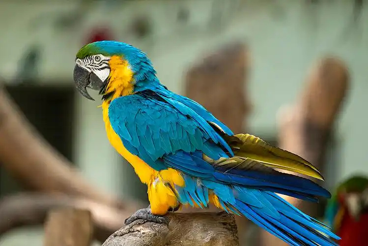 Macaw