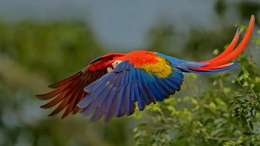 Macaw-3