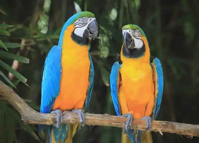 Macaw-1