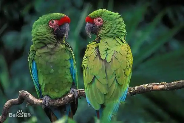 Military-Macaw-1