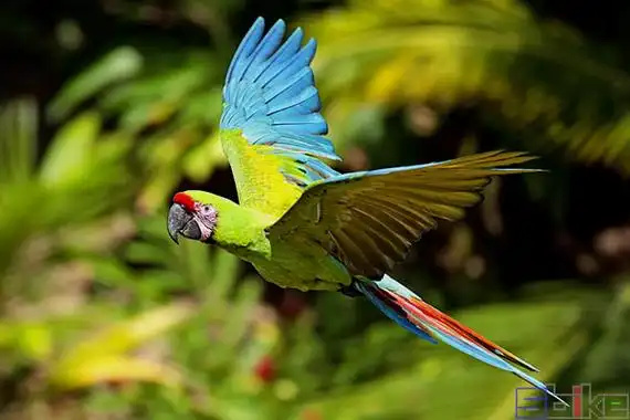 Military-Macaw