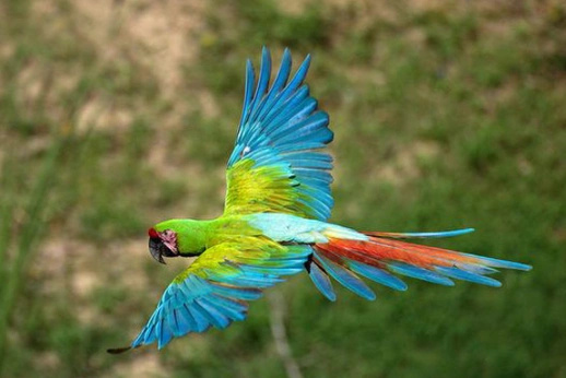 Military-Macaw-3