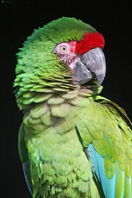 Military-Macaw