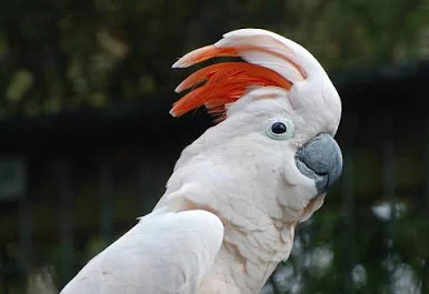 Moluccan-Cockatoo-1