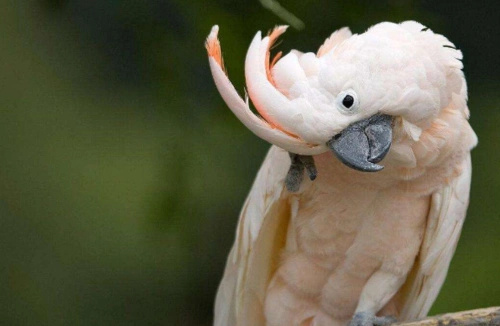 Moluccan-Cockatoo-3