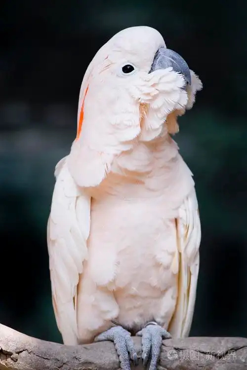 Moluccan-Cockatoo