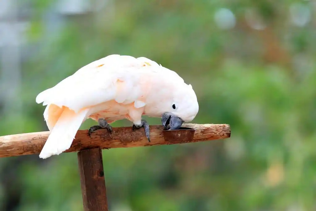 Moluccan-Cockatoo-2