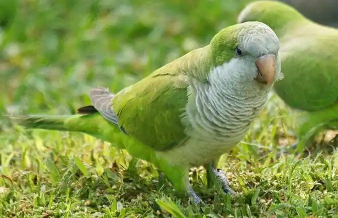 Monk-parakeet-2