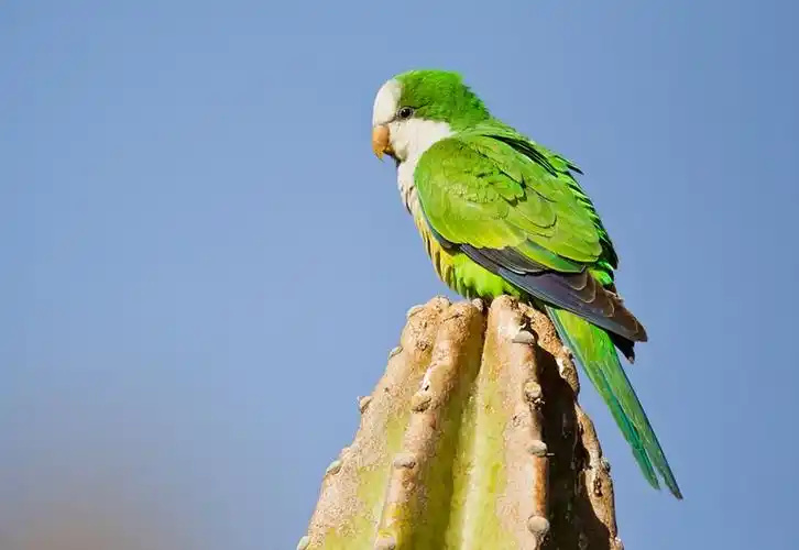 Monk-parakeet-3