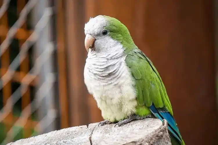 Monk-parakeet-1
