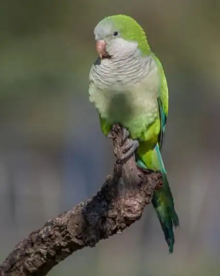 Monk-parakeet