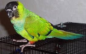 Nanday-Conure-2