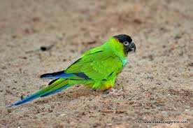 Nanday-Conure-3
