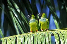 Nanday-Conure-1