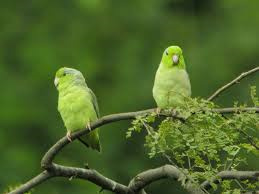 Pacific-Parrotlet-1