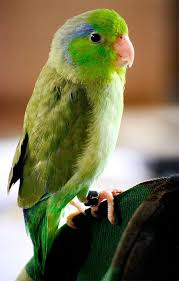 Pacific-Parrotlet