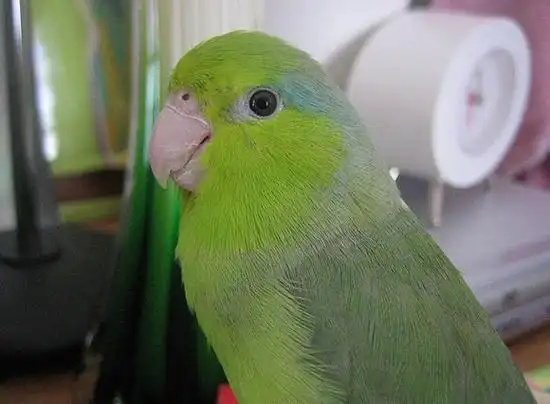 Pacific-Parrotlet-3