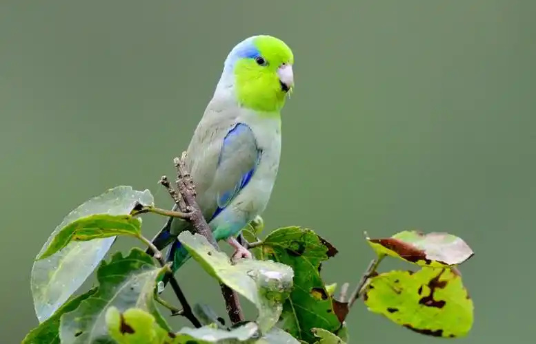 Pacific-Parrotlet-2
