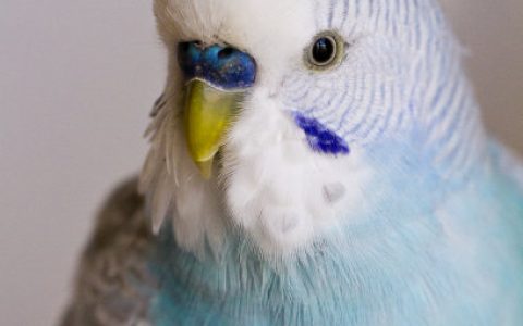 Parakeet (Budgie) Care Sheet