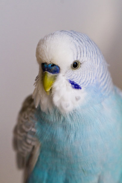 Parakeet (Budgie) Care Sheet