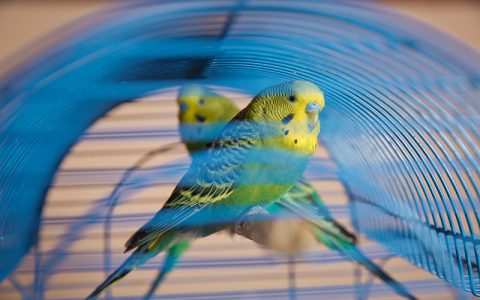 Hormonal Parakeet Behavior
