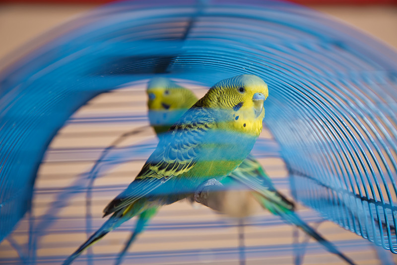 Hormonal Parakeet Behavior