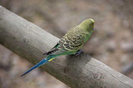 Parakeet (Budgie) Care Sheet
