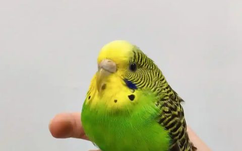 How to Bond with Your Parrot: Building Trust for a Lifelong Friendship