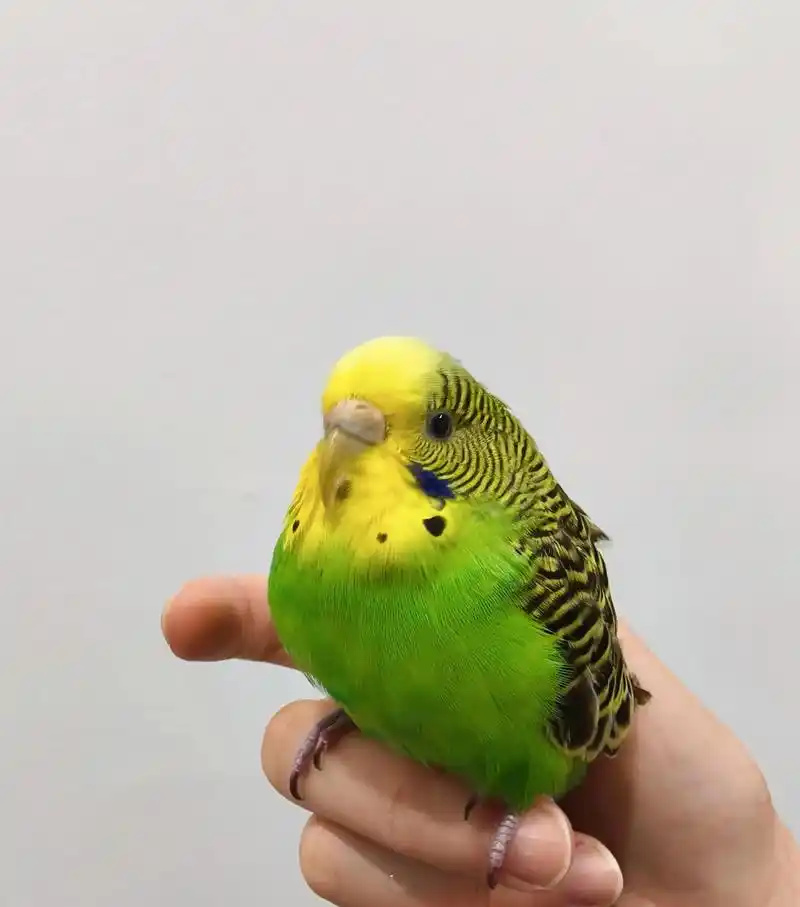 How to Bond with Your Parrot: Building Trust for a Lifelong Friendship
