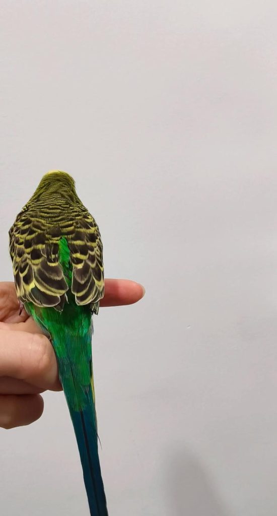 How to Bond with Your Parrot: Building Trust for a Lifelong Friendship