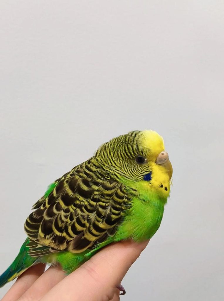 How to Bond with Your Parrot: Building Trust for a Lifelong Friendship