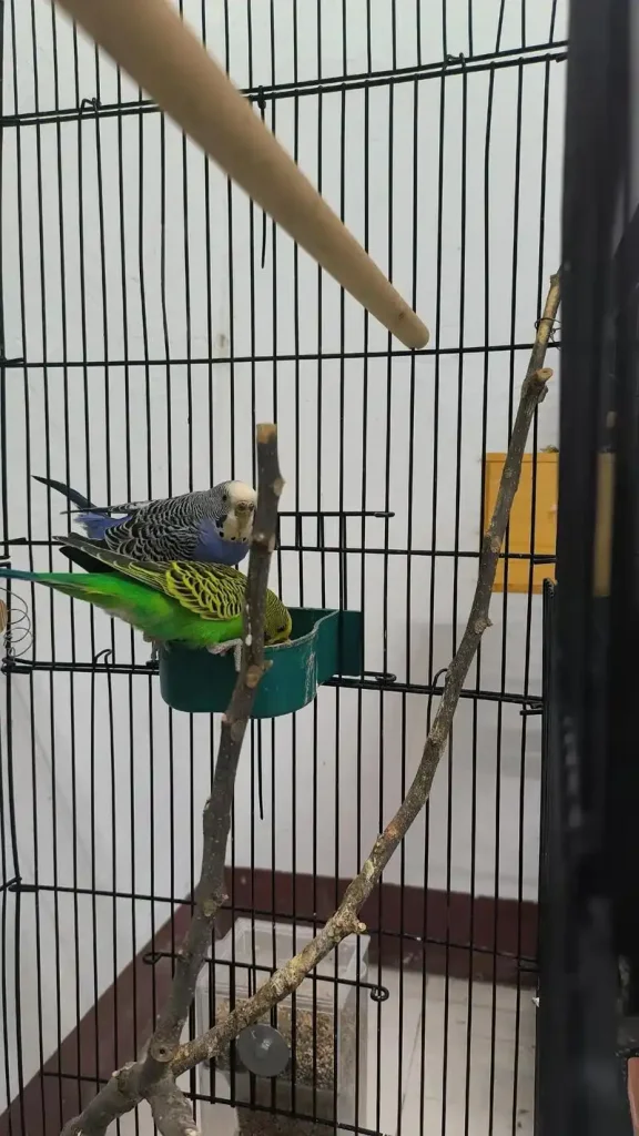 Parrot