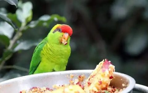 How to Keep Your Parrot Healthy: Essential Advice from a Parrot Breeder