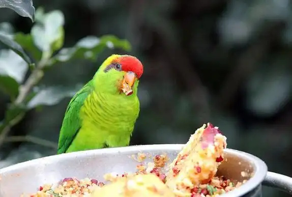 How-Often-Should-You-Feed-Your-Parrot?