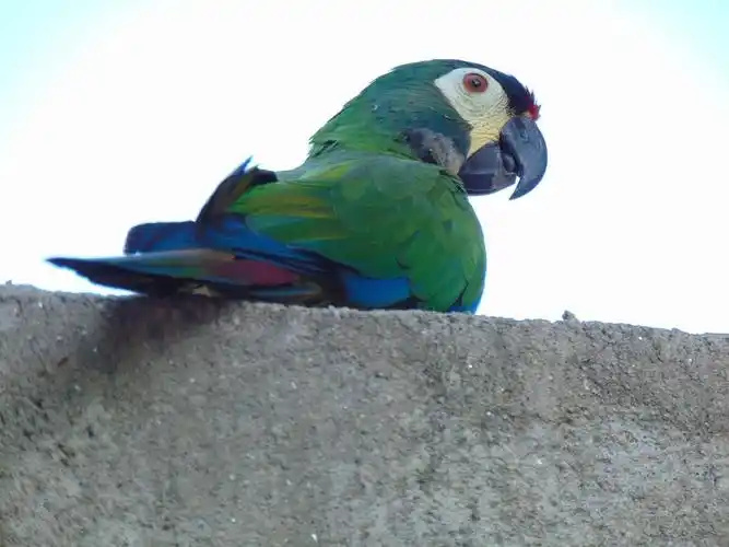 How-to-Train-Your-Parrot-to-Talk