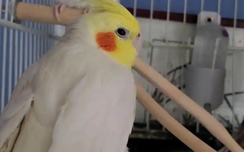 How-to-Train-Your-Parrot-to-Talk