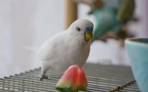 Cost of Owning a Parrot: What You Need to Know Before Bringing One Home