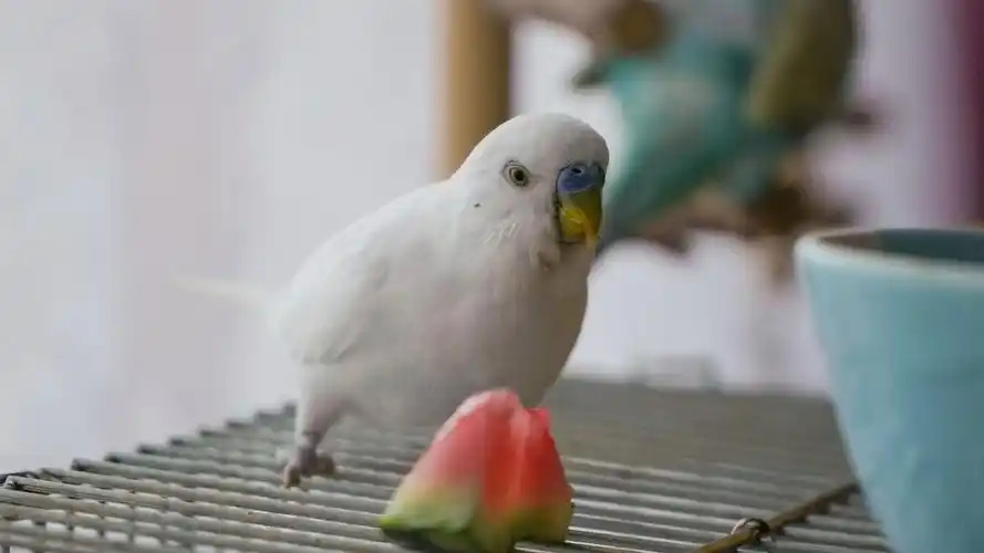 Cost of Owning a Parrot: What You Need to Know Before Bringing One Home