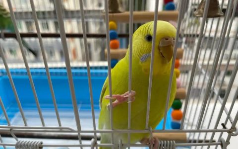 Understanding Parrot Body Language: A Complete Guide for Bird Owners
