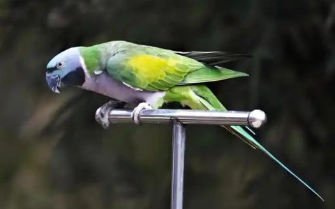 Are Parrots Hypoallergenic?