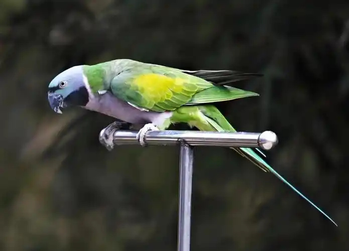 Are-Parrots-Hypoallergenic