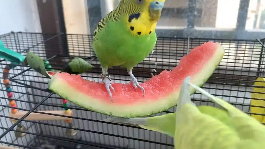 What-Do-Parrots-Eat?