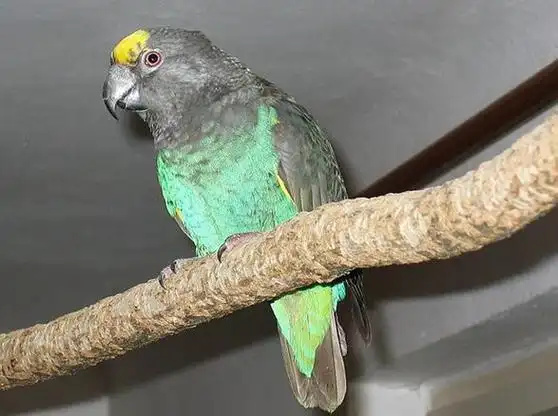 How-Often-Should-You-Feed-Your-Parrot?