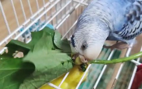 Can Parrots Eat Fruits and Vegetables?